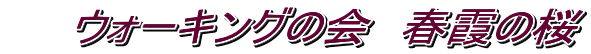 　　ウォーキングの会　春霞の桜