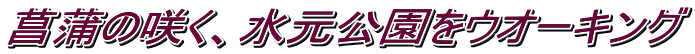 菖蒲の咲く、水元公園をウオーキング